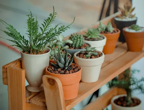 Best Low-Maintenance Plants for Indoor and Outdoor Gardens