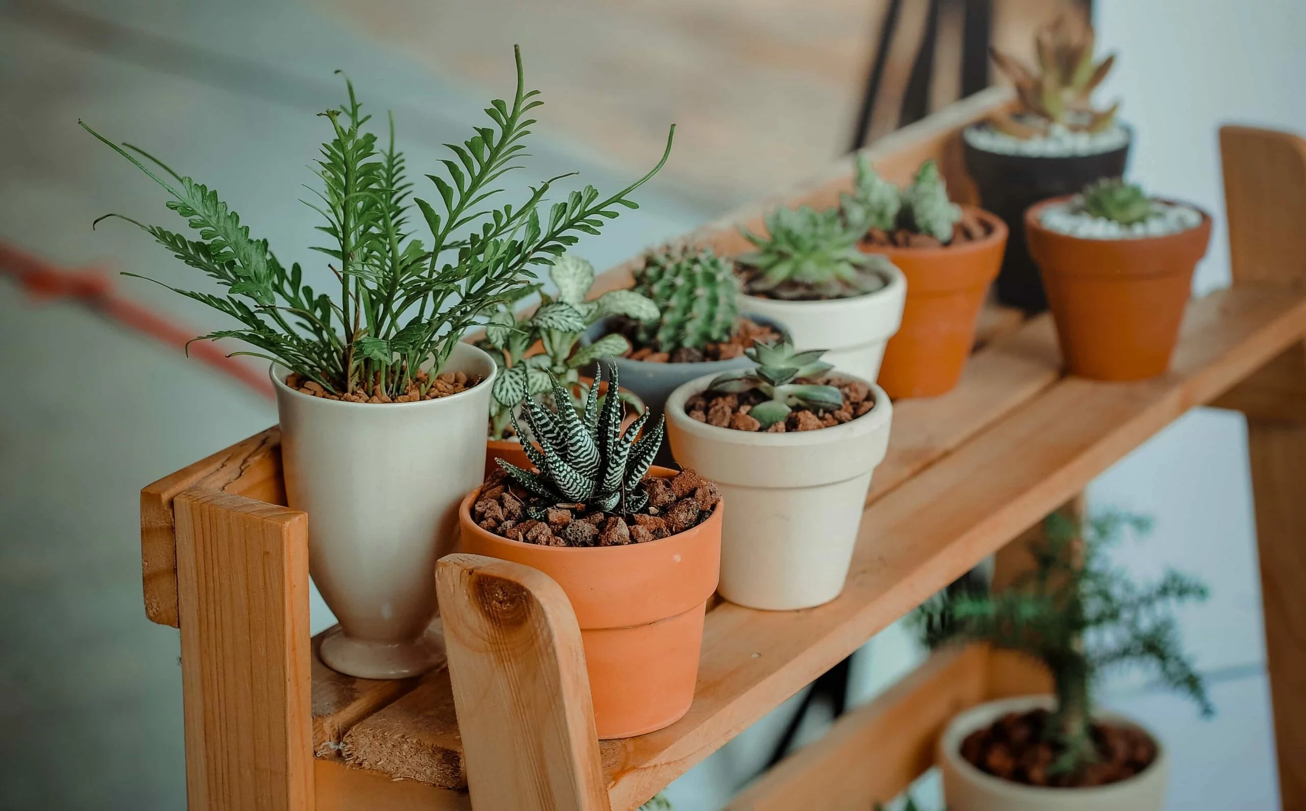 Best Low-Maintenance Plants for Indoor and Outdoor Gardens